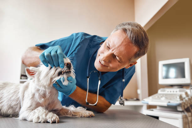 Best Same-Day Emergency Dentist in Rice Lake, WI